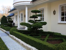 Formgehölze, Bonsai, japanischer Garten, Buchsbaum, edles Gartendesign, geometrischer Garten