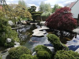 Koi, japanischer Garten, Zierfische, Gartenteich, exklusiver Garten, Japanischer Fächerahorn, Bonsai, Fische, Schleitzer