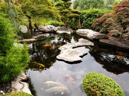 Koi, japanischer Garten, Zierfische, Gartenteich, exklusiver Garten, Japanischer Fächerahorn, Bonsai, Fische