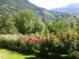 Rosenpracht, Alpengarten, Blütenmeer, Insektenweide, Bienennährweide, Biodiversität