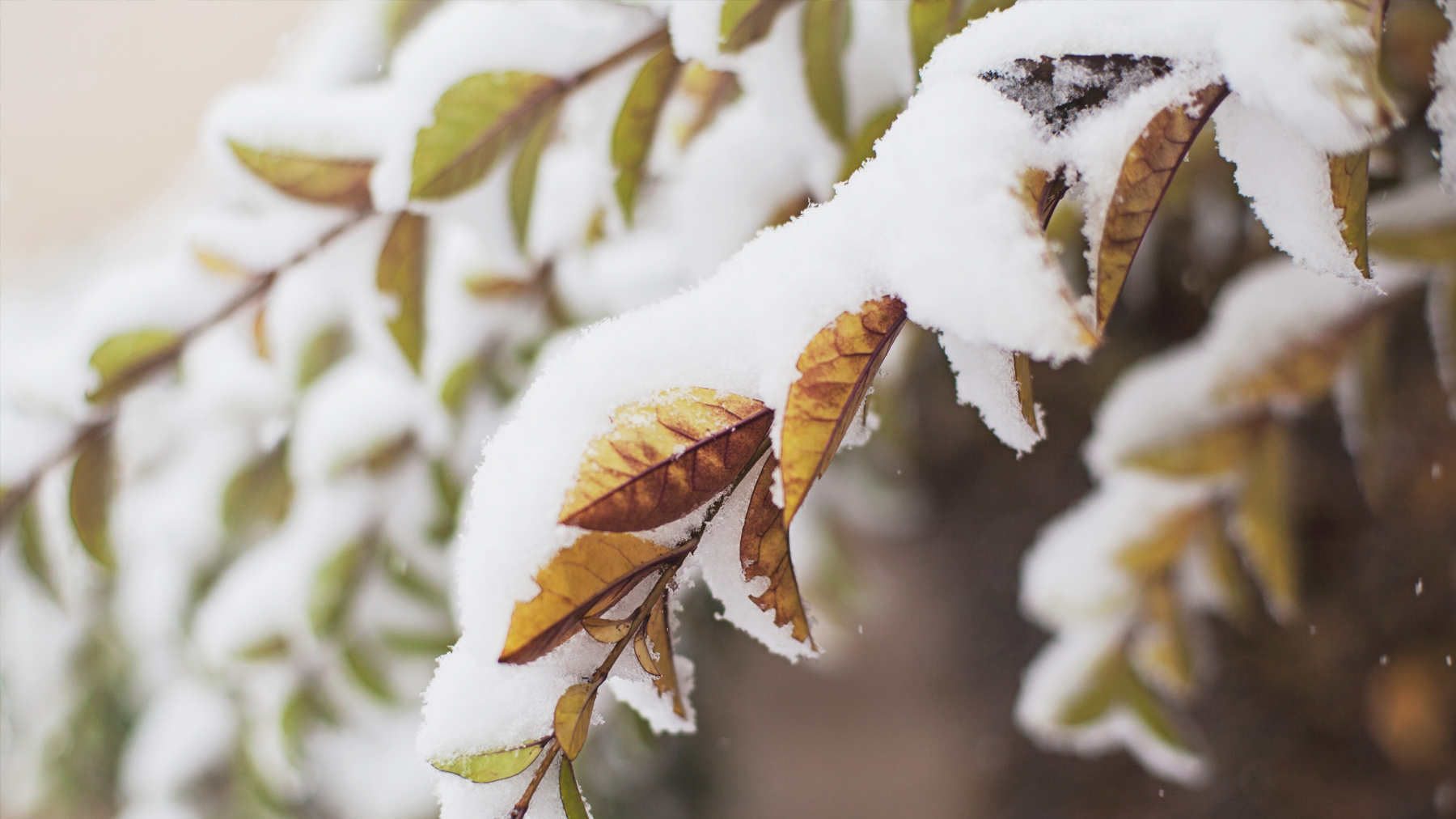 Winter, Pflanzenüberwinterung, Kälte, Frostschutz